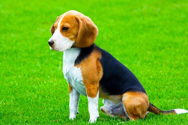 Hund der Rasse Beagle sitzt auf einer grünen Wiese